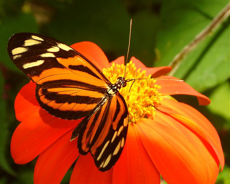 photo "***" tags: nature, macro and close-up, insect