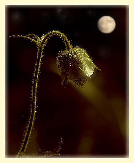 фото "Ночная грусть" метки: макро и крупный план, природа, цветы