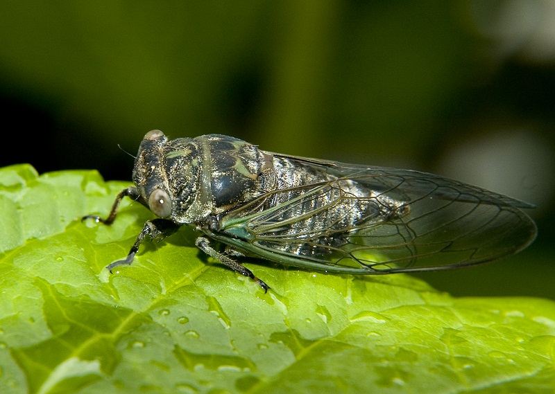 фото "Giant Fly" метки: макро и крупный план, природа, 