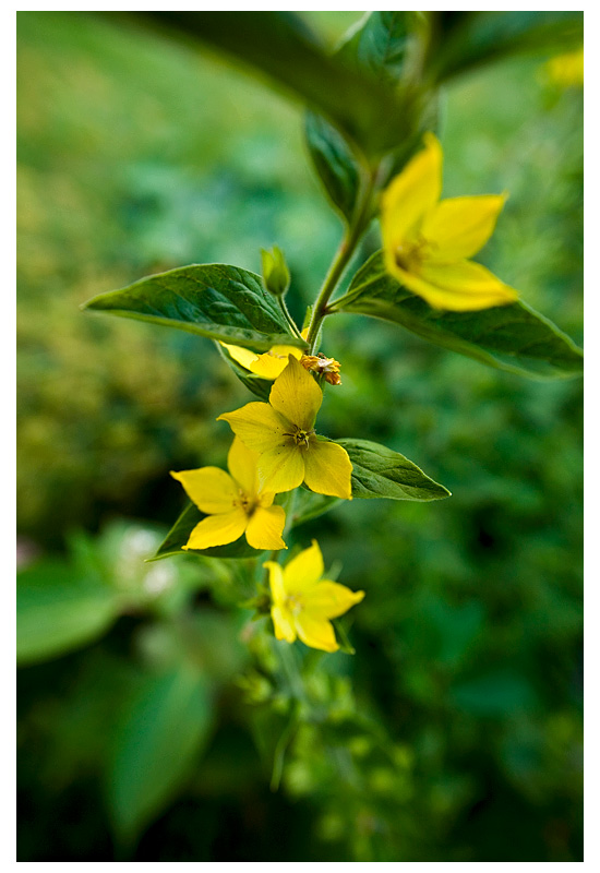 photo "***" tags: nature, macro and close-up, flowers