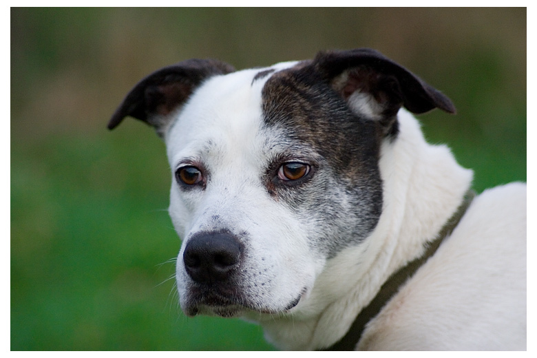 photo "A Dog's Portrait" tags: portrait, nature, pets/farm animals