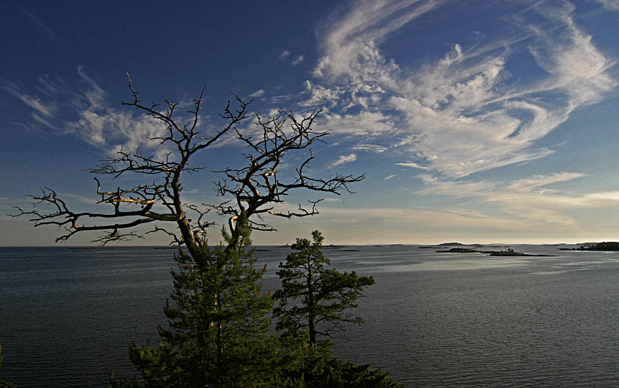 photo "Dead or alive" tags: landscape, clouds, water