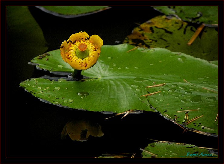 photo "beautiful yellow" tags: nature, macro and close-up, flowers