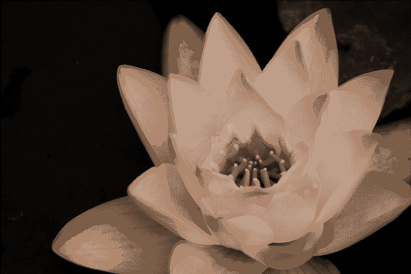 фото "Water Lily" метки: природа, фотомонтаж, цветы