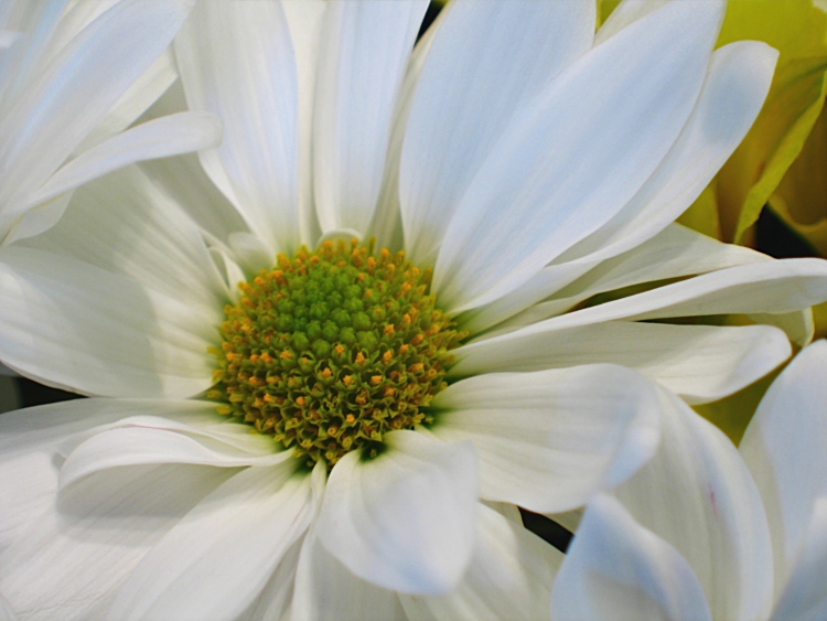 фото "Soft White" метки: природа, макро и крупный план, цветы