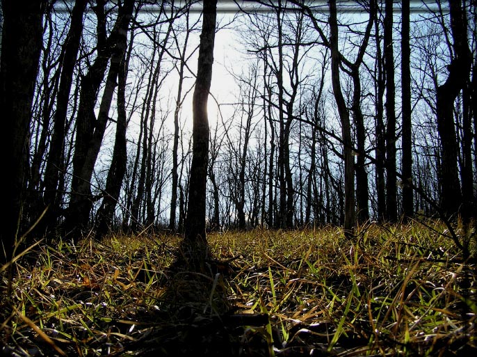фото "AUTUMN" метки: пейзаж, лес
