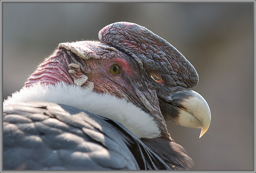 photo "Portrait." tags: nature, wild animals