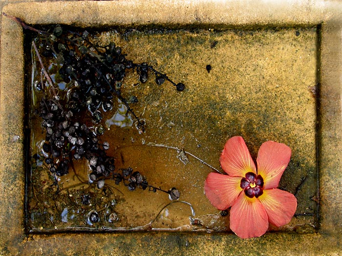 photo "fall still-life" tags: nature, still life, flowers