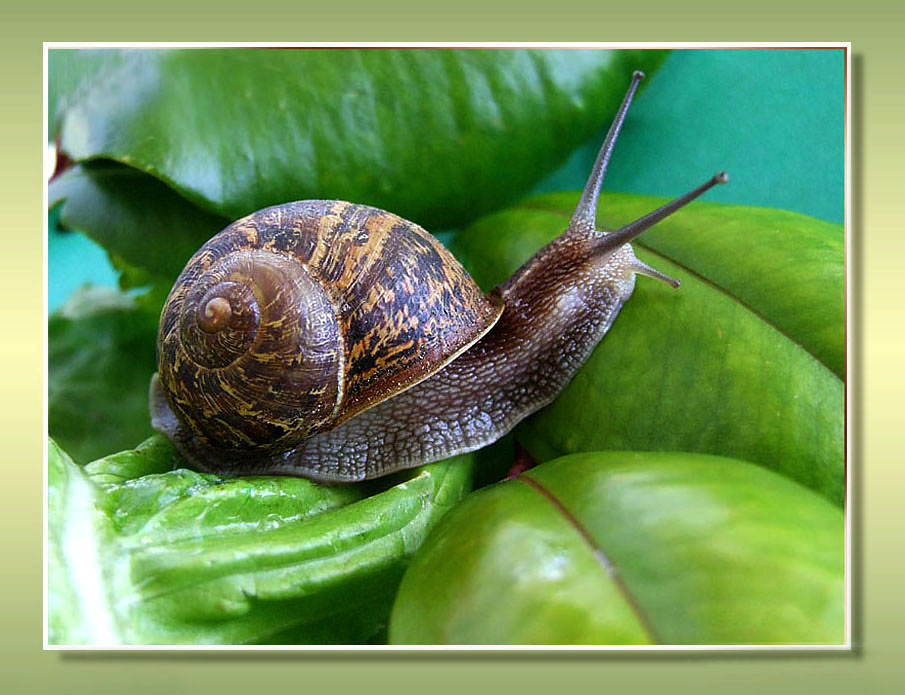 фото "Snail" метки: природа, насекомое