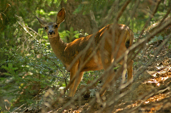 photo "mule deer" tags: nature, wild animals