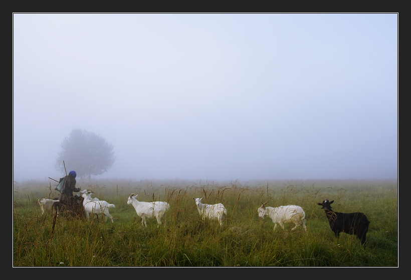 photo "Autumn fog. Morning in a floor" tags: landscape, autumn