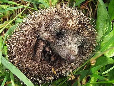 photo "The hedgehog." tags: nature, macro and close-up, wild animals