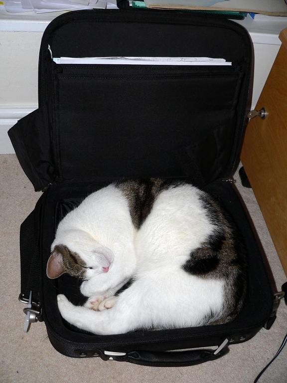 photo "Laptop cat" tags: nature, humor, pets/farm animals