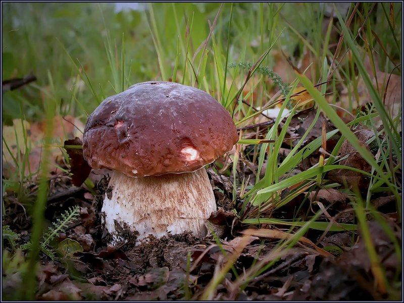 photo "Happiness of the mushroom picker :)" tags: macro and close-up, nature, 