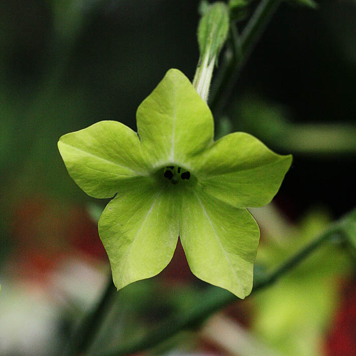 photo "Green star" tags: nature, flowers