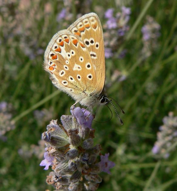 photo "Butterfly" tags: nature, insect
