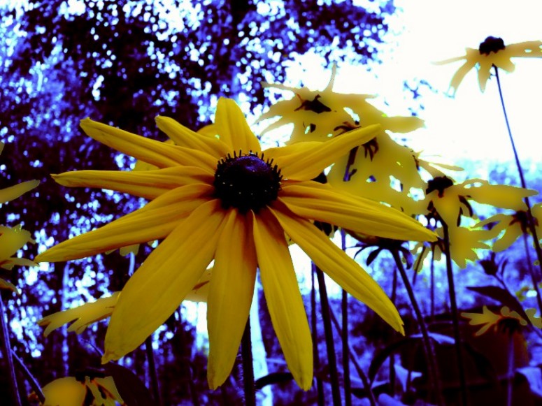 фото "желтый" метки: природа, цветы