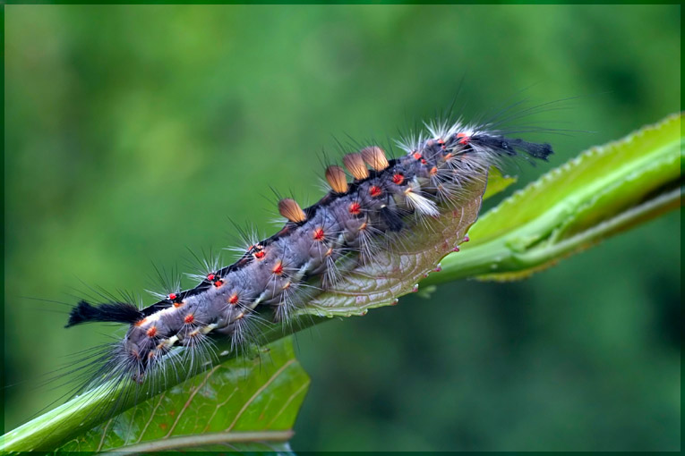 photo "Caterpillar" tags: nature, insect