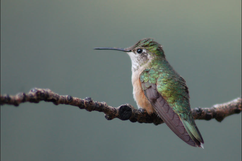photo "Humming bird" tags: nature, travel, North America, wild animals
