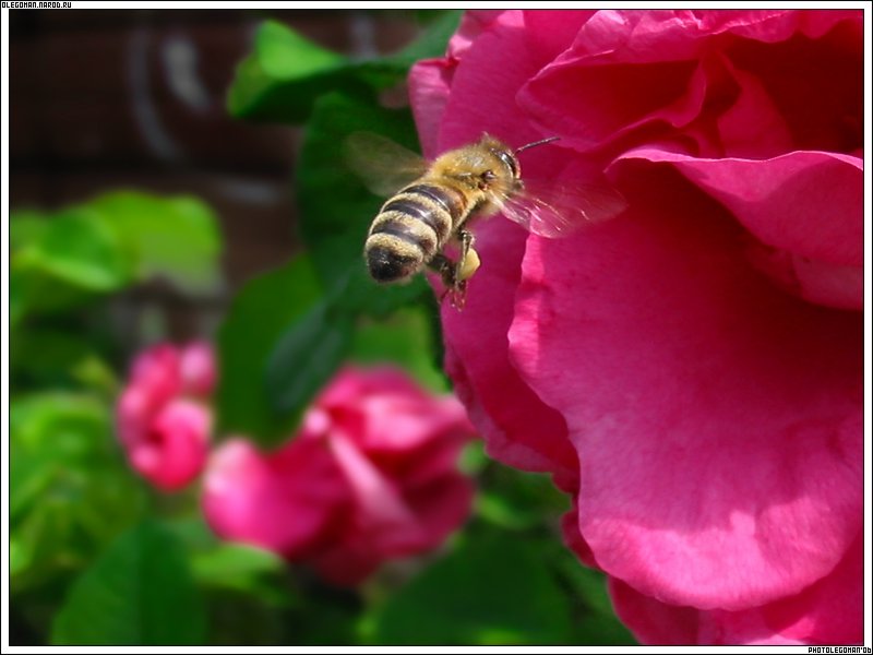 photo "Feeling of taste" tags: nature, insect