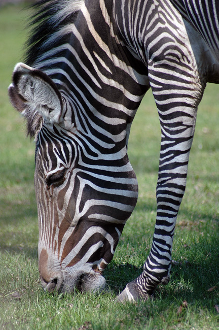photo "Life-zebra" tags: nature, wild animals