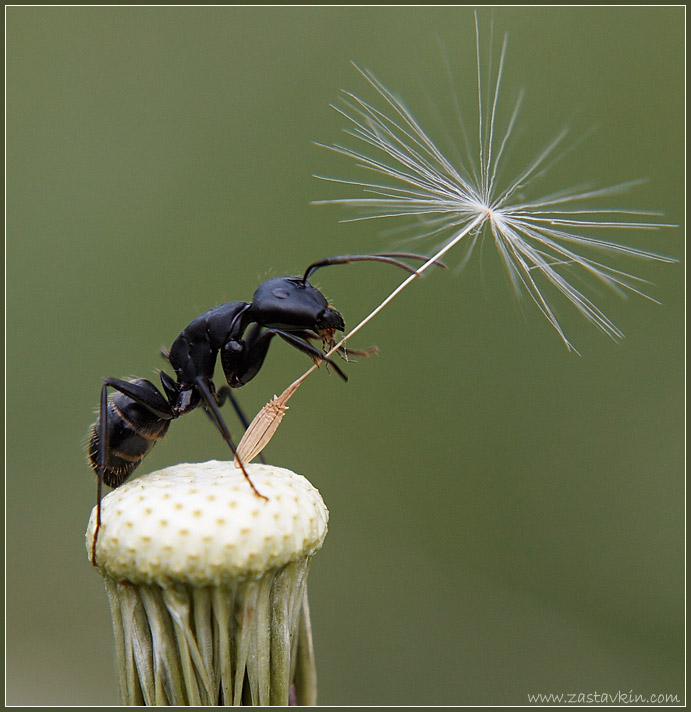 photo "parachutist" tags: nature, macro and close-up, insect