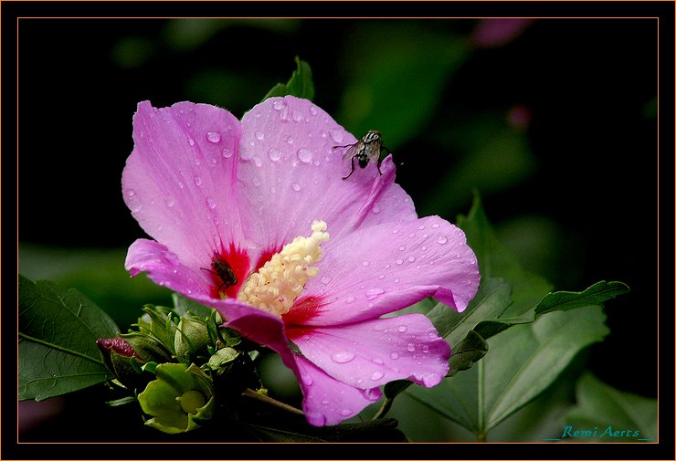 фото "after the rain" метки: природа, макро и крупный план, цветы