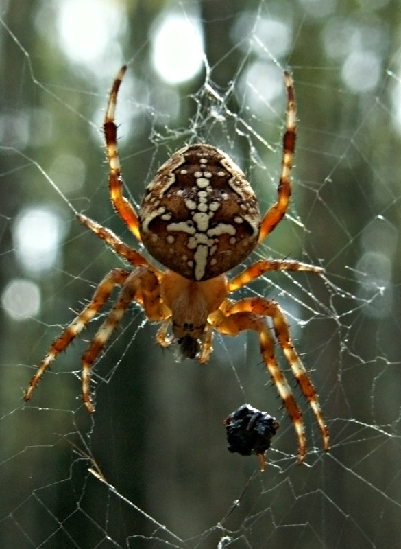 фото "Янтарный паук" метки: природа, макро и крупный план, насекомое