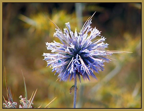 photo "~~~" tags: nature, macro and close-up, flowers