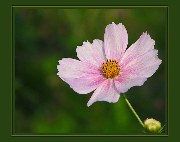 photo "Kosmeya" tags: nature, macro and close-up, flowers