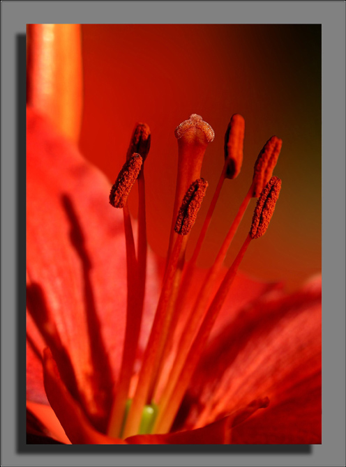 photo "Red" tags: macro and close-up, nature, flowers