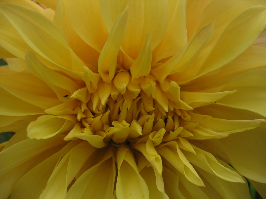 photo "***" tags: macro and close-up, nature, flowers