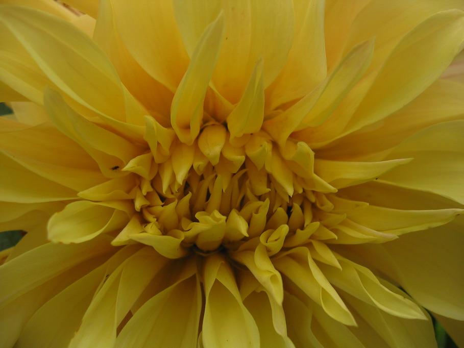 photo "***" tags: macro and close-up, nature, flowers