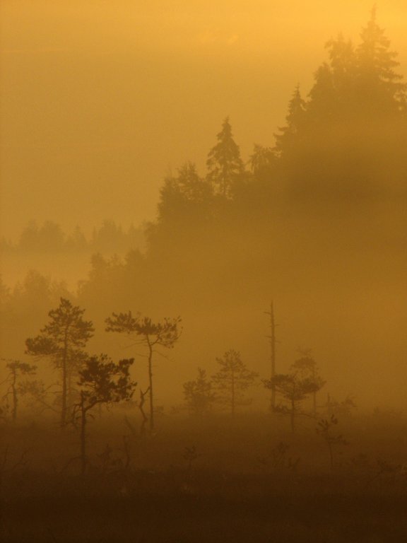 photo "Spirit of wilderness" tags: landscape, forest, sunset