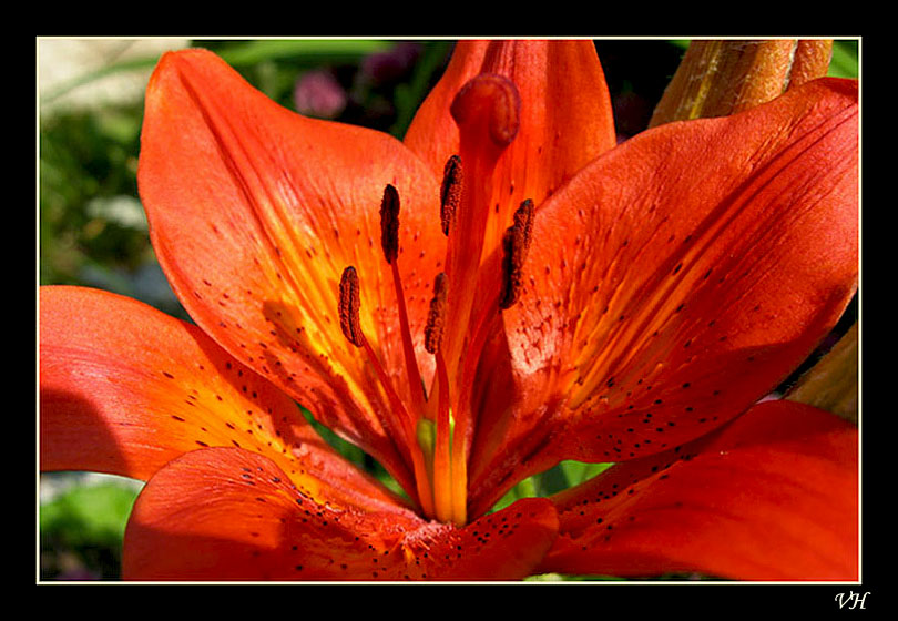 photo "Lily" tags: nature, macro and close-up, flowers