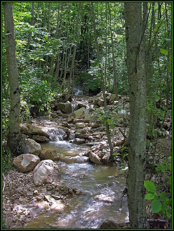 photo "***" tags: landscape, forest, mountains