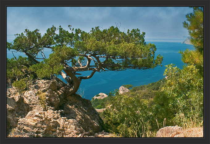 photo "The Sudak pine" tags: landscape, nature, 
