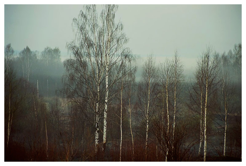 photo "Morning forest nightmares" tags: landscape, forest, spring
