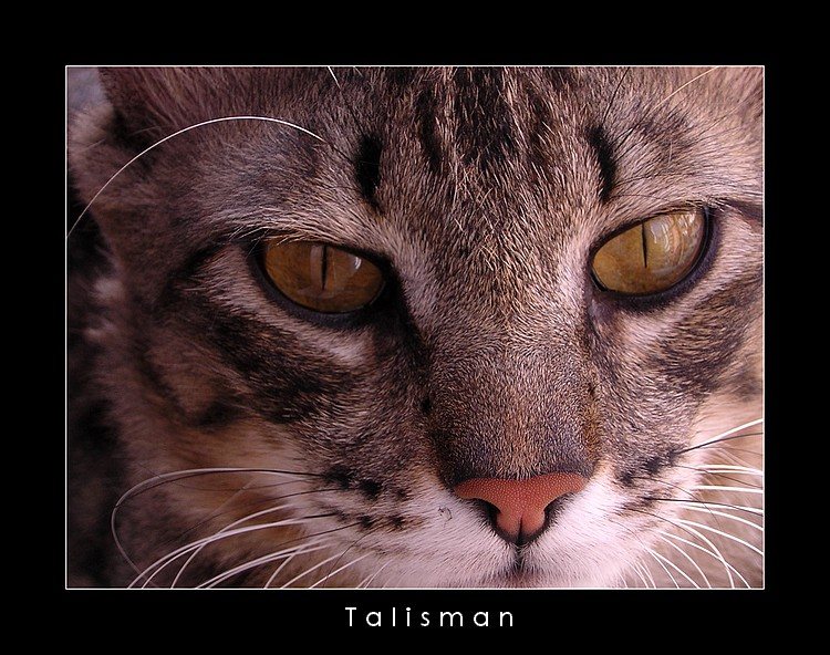 фото "Talisman" метки: портрет, природа, домашние животные