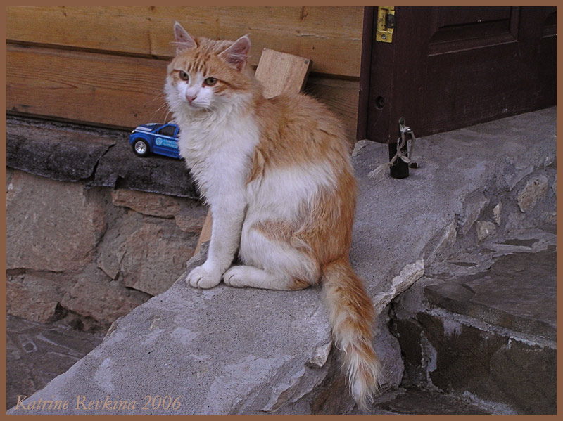 photo "A cat" tags: nature, pets/farm animals