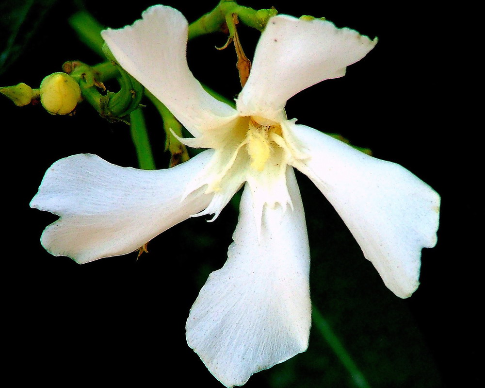 фото "White" метки: природа, цветы