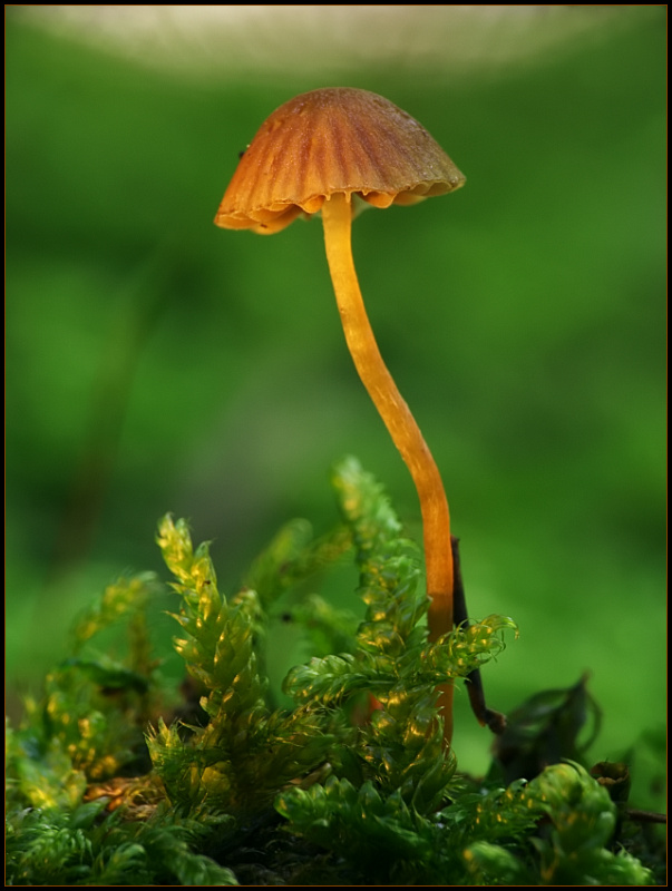 photo "***" tags: landscape, macro and close-up, forest