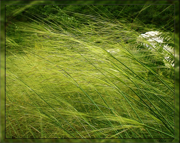 фото "Зеленый бриз" метки: природа, цветы