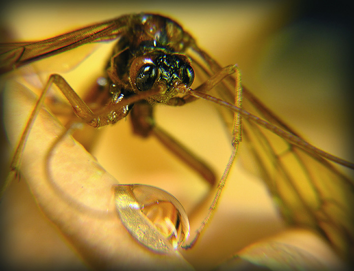 photo "Thirst..." tags: nature, macro and close-up, insect