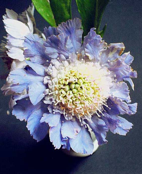 photo "Scabious" tags: macro and close-up, nature, flowers