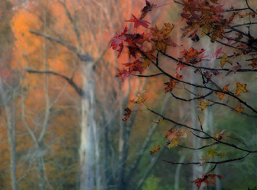 фото "Autumn Leaves" метки: пейзаж, осень