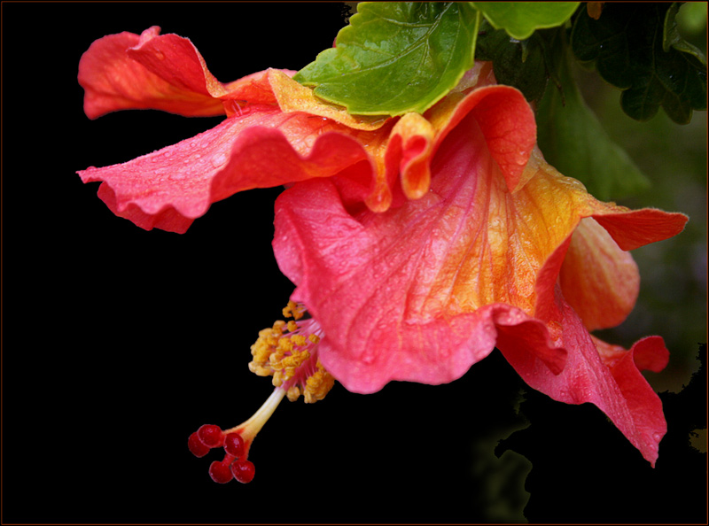 photo "***" tags: nature, macro and close-up, flowers