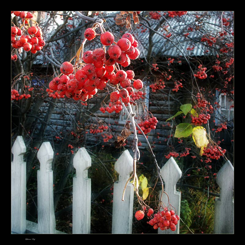 фото "Autumn sketches" метки: пейзаж, осень