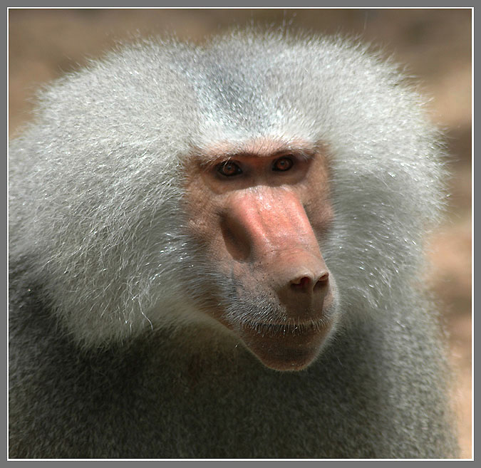 photo "Portrait of the stranger" tags: portrait, nature, wild animals