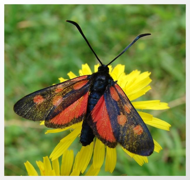 photo "***" tags: nature, insect